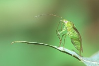 Lygocoris viridis